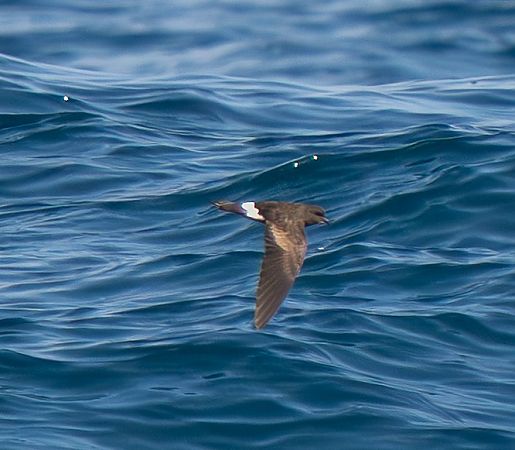 Wilson's Storm Petrel  - Guillaume Rey