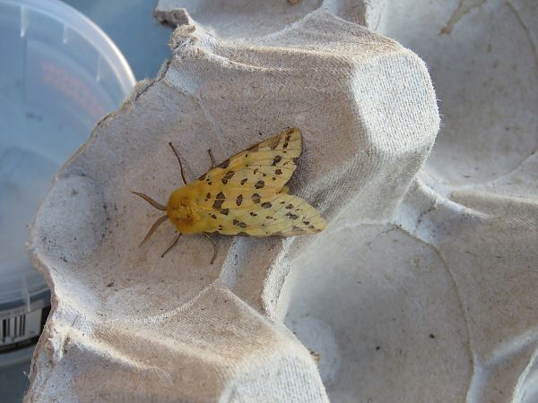 Rhyparia purpurata  - Karen Sims