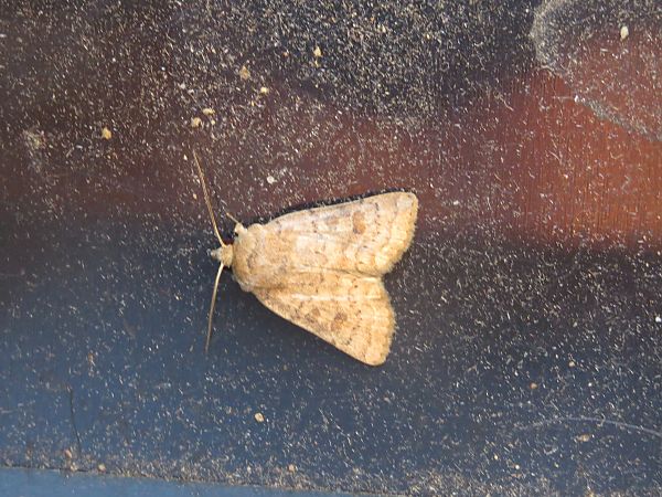 Hoplodrina sp.  - Karen Sims