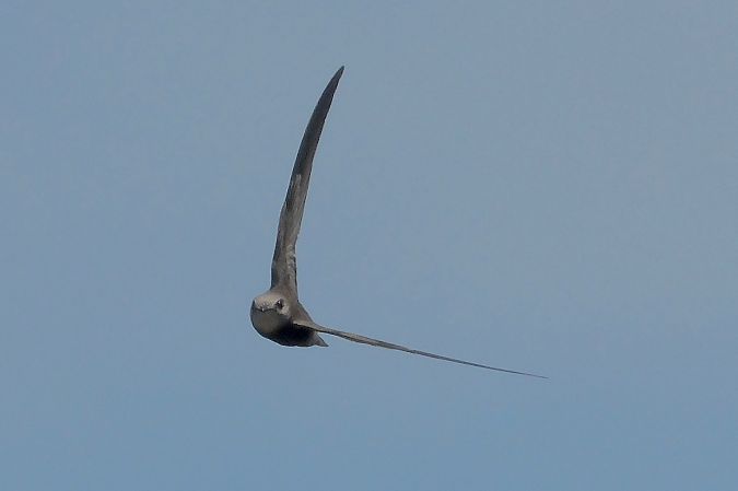 Pallid Swift  - Geoffroy Chabot
