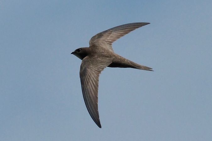 Martinet pâle  - Geoffroy Chabot