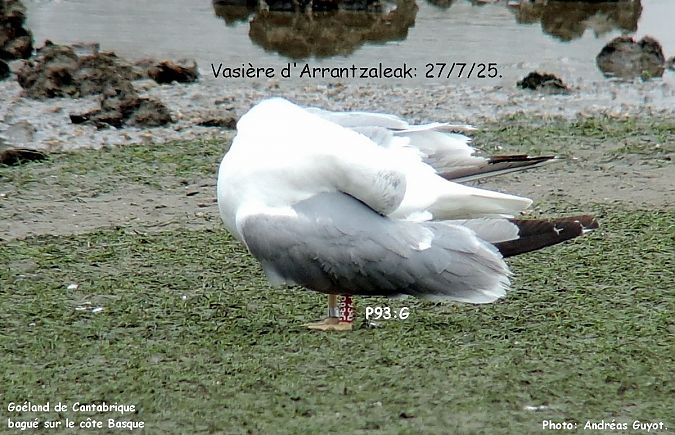 Cantabric Yellow-legged Gull ('lusitanius')  - Andréas Guyot