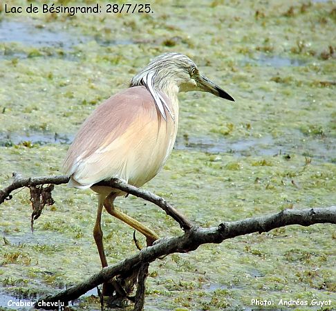Squacco Heron  - Andréas Guyot
