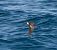 Wilson's Storm Petrel  - Guillaume Rey