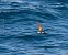 Wilson's Storm Petrel  - Guillaume Rey