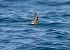 Wilson's Storm Petrel  - Guillaume Rey