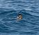 Wilson's Storm Petrel  - Guillaume Rey