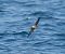Wilson's Storm Petrel  - Guillaume Rey