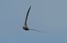 Pallid Swift  - Geoffroy Chabot