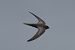 Pallid Swift  - Geoffroy Chabot