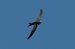 Pallid Swift  - Geoffroy Chabot