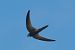 Pallid Swift  - Geoffroy Chabot