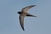 Pallid Swift  - Geoffroy Chabot