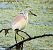 Squacco Heron  - Andréas Guyot