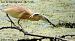 Squacco Heron  - Andréas Guyot