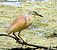 Squacco Heron  - Andréas Guyot