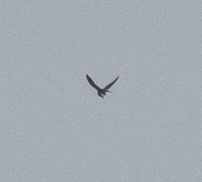 Falco no identificado  - Guillaume Rey