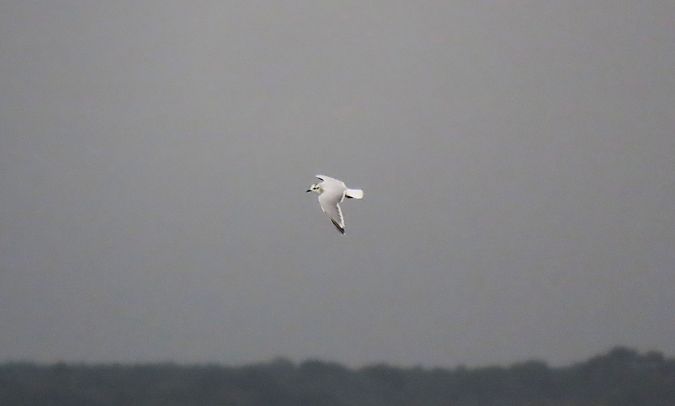 Dwergmeeuw  - Mathieu Taillade