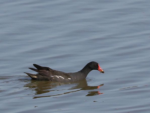 Gallinule poule-d'eau  - Alain Noel