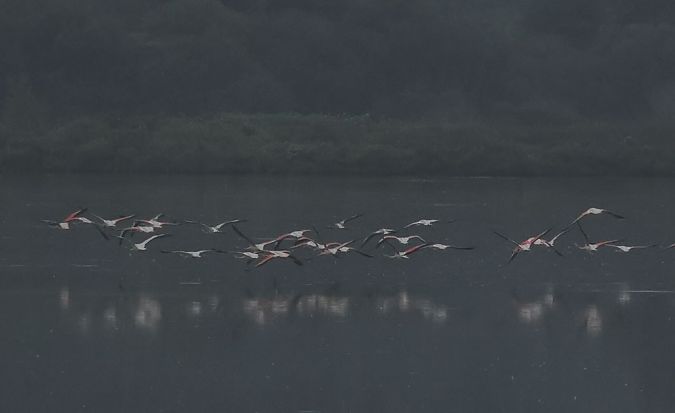 Flamant rose  - Alain Noel
