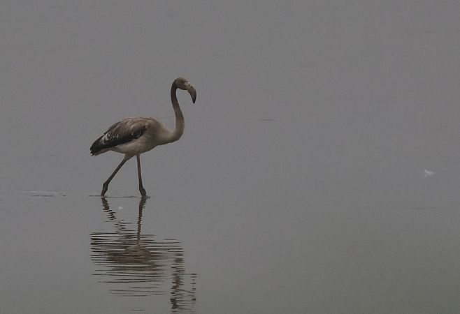 Flamant rose  - Alain Noel