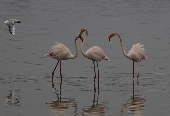 Flamant rose  - Alain Noel