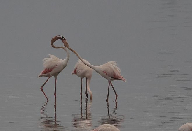 Flamant rose  - Alain Noel