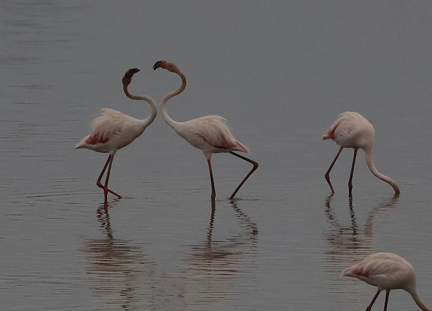 Flamant rose  - Alain Noel