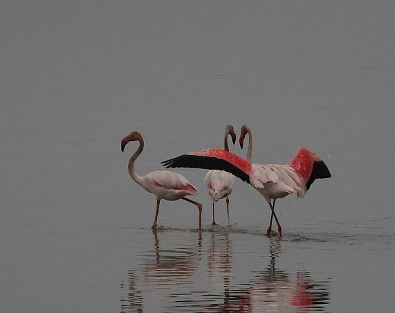 Flamant rose  - Alain Noel