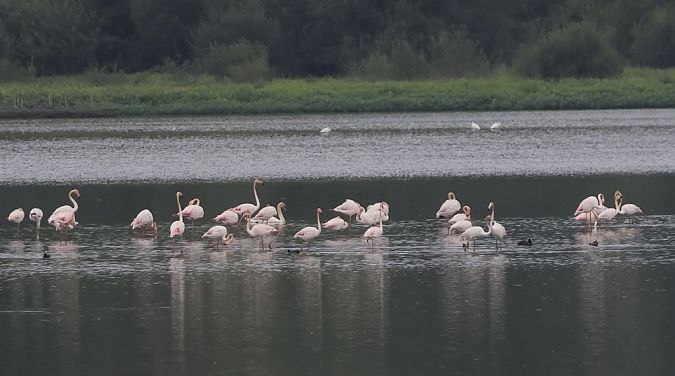 Flamant rose  - Alain Noel