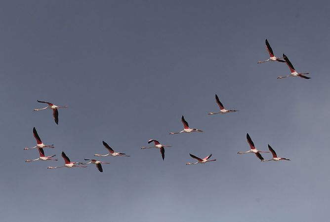 Flamant rose  - Alain Noel