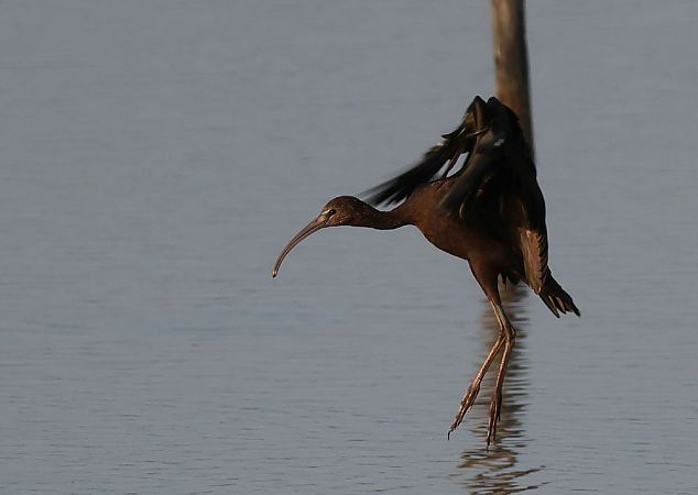 Ibis falcinelle  - Alain Noel