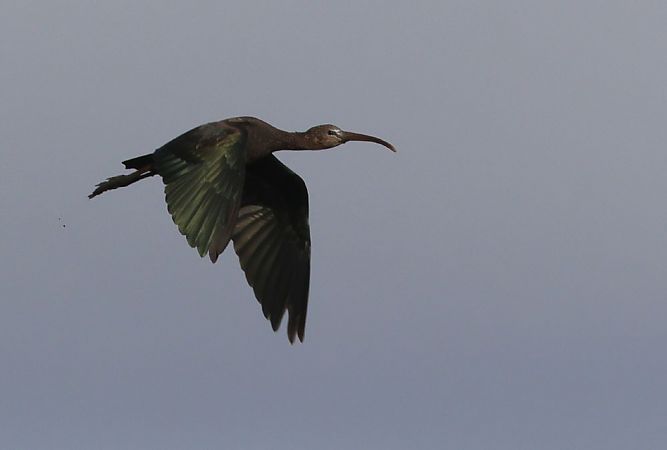 Ibis falcinelle  - Alain Noel