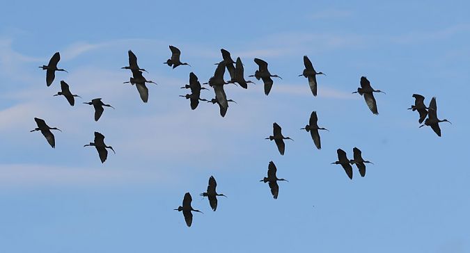 Ibis falcinelle  - Alain Noel