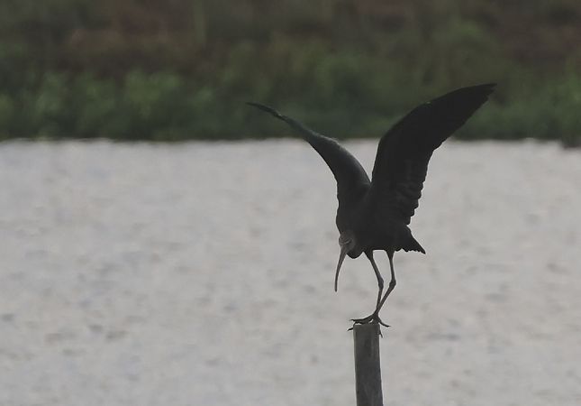 Ibis falcinelle  - Alain Noel
