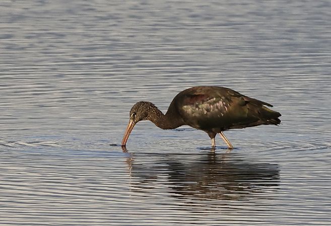 Ibis falcinelle  - Alain Noel