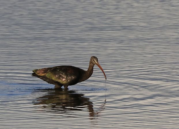 Ibis falcinelle  - Alain Noel