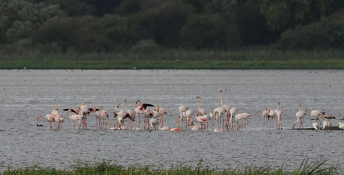 Flamant rose  - Alain Noel