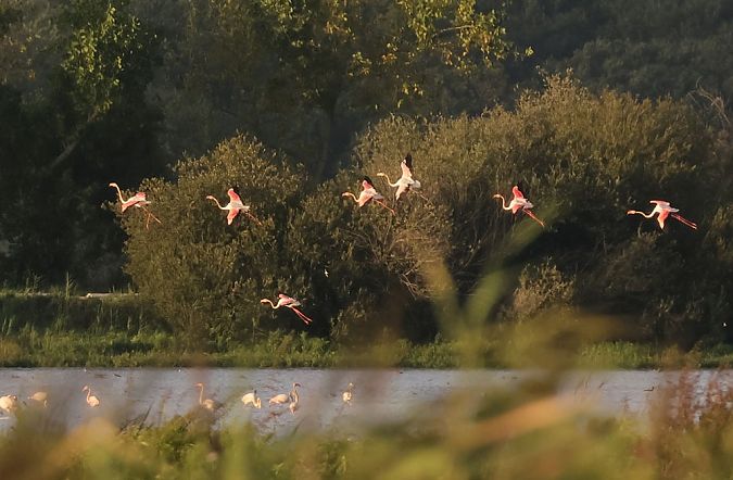 Flamant rose  - Alain Noel