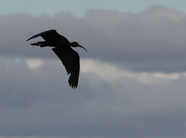 Ibis falcinelle  - Alain Noel