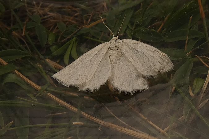 Selidosema pyrenaearia  - François Poirier