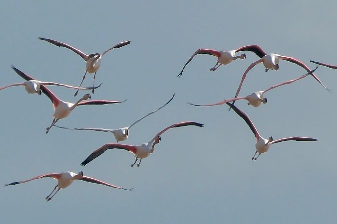 Flamant rose  - Geoffroy Chabot