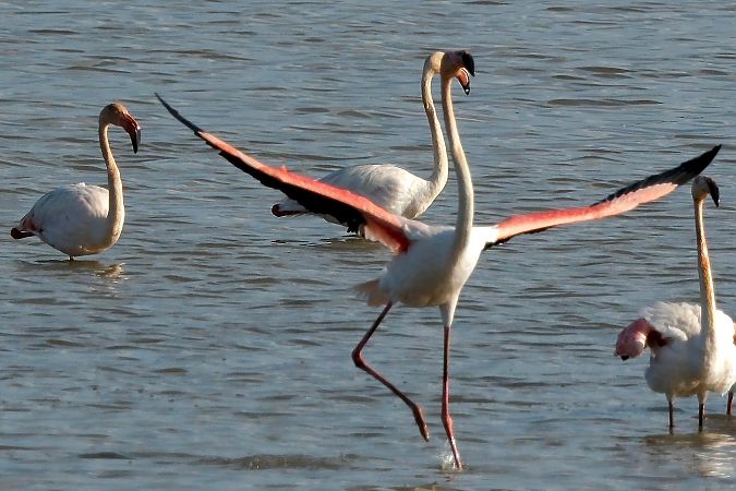 Flamant rose  - Geoffroy Chabot
