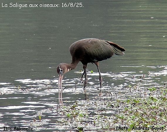 Ibis falcinelle  - Andréas Guyot