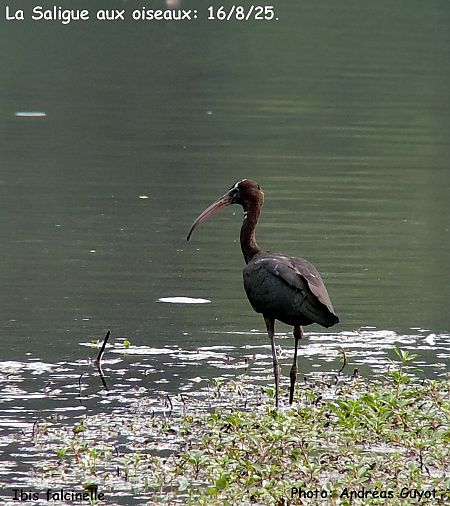 Ibis falcinelle  - Andréas Guyot