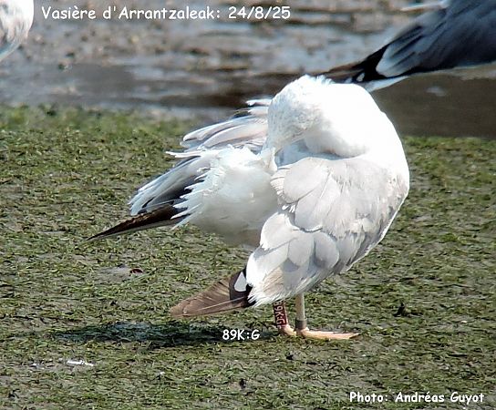 Gaviota patiamarilla cántabra  - Andréas Guyot