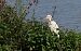 Western Cattle Egret - Noel Alain