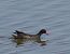 Common Moorhen - Noel Alain