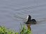 Eurasian Coot - Noel Alain