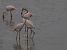Flamant rose  - Alain Noel